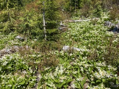 Erythronium montanum