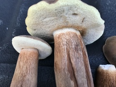 Tylopilus ferrugineus