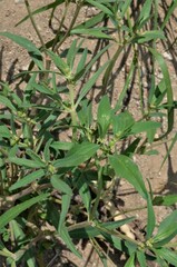 Euphorbia exstipulata