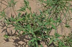 Euphorbia exstipulata