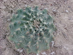 Echinocereus sharpii