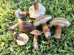 Tylopilus ferrugineus