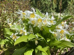 Erythronium montanum