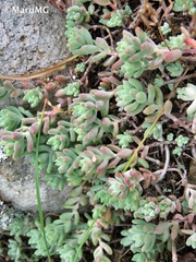 Sedum pacense