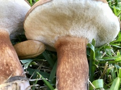 Tylopilus ferrugineus