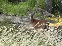 Odocoileus virginianus