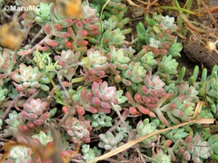 Sedum pacense