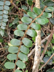 Pellaea rotundifolia