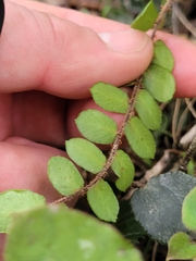 Pellaea rotundifolia
