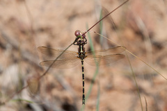Synthemis eustalacta