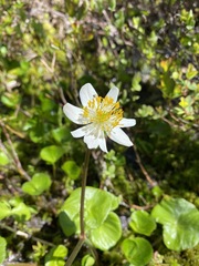 Caltha biflora