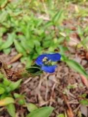 Commelina cyanea