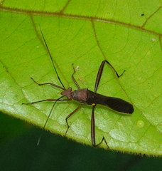 Riptortus abdominalis