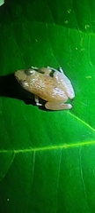 Diasporus diastema