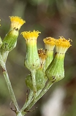 Senecio glomeratus longifructus