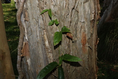 Parsonsia straminea
