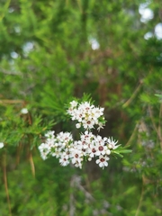 Kunzea ericoides