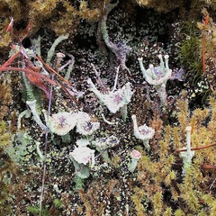 Cladonia carneola