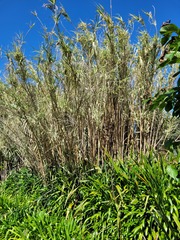 Arundo donax versicolor