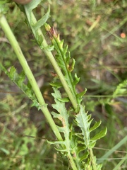 Senecio glomeratus longifructus