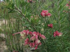 Grevillea lanigera