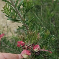 Grevillea lanigera