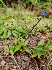 Commelina cyanea