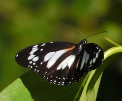 Danaus affinis