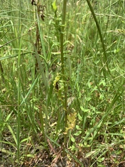 Senecio glomeratus longifructus