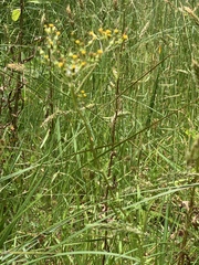Senecio glomeratus longifructus