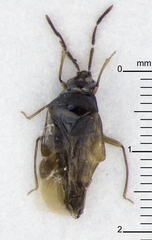 Cimicoidea