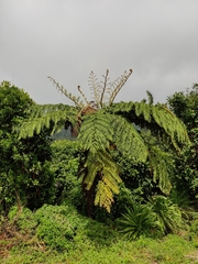 Cyathea australis