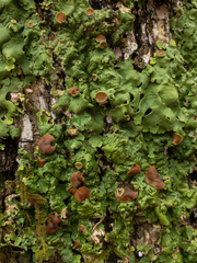 Ricasolia quercizans