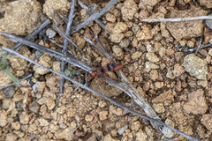 Compsocryptus calipterus