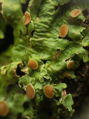 Ricasolia quercizans