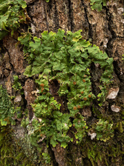 Ricasolia quercizans