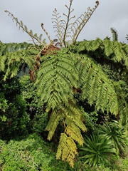 Cyathea australis