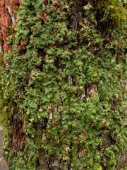 Ricasolia quercizans