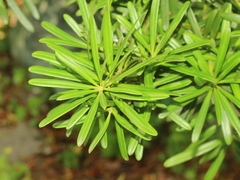 Podocarpus costalis