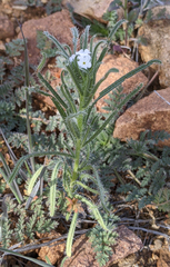 Cryptantha intermedia