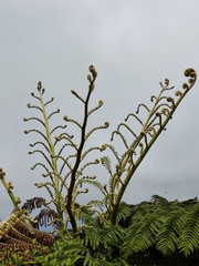 Cyathea australis