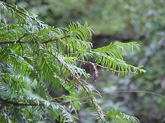 Taxus globosa