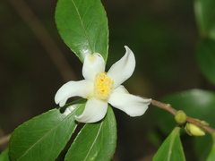 Camellia brevistyla