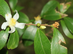 Camellia brevistyla