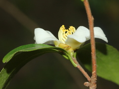 Camellia brevistyla