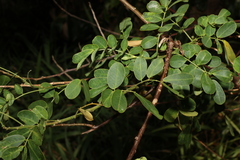 Senna pendula glabrata
