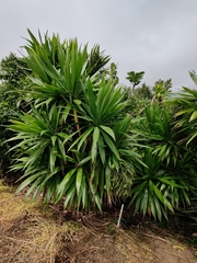 Cordyline obtecta