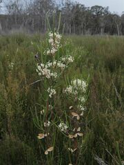 Hakea microcarpa
