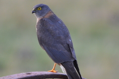 Accipiter cirrocephalus