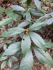 Sarcandra glabra